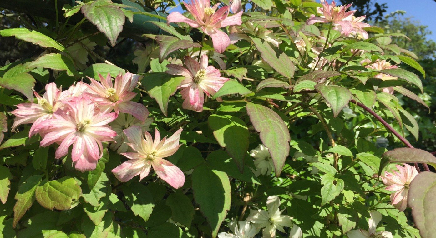 Tuin bij De Veranda